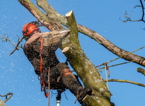 Tree Trimming Service in Sandy