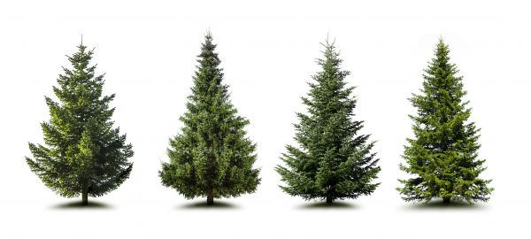 Cost of Pine Tree Trimming in Sandy