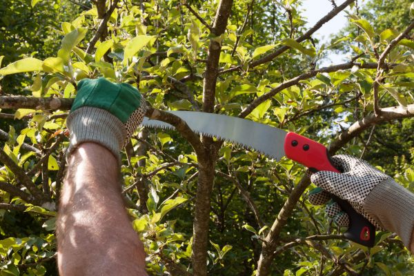 Apple Tree Trimming in Sandy
