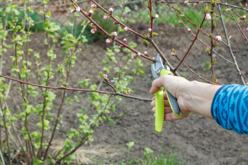 Bradford Pear Tree Pruning