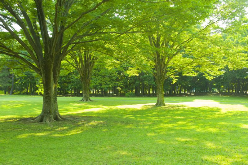 Tree Health Benefits